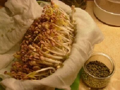 Sprouting And Growing Mung Beans In Your Garden Image